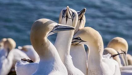 华体会官方网站入口-好消息！申花被征召球员只是伤一个|上海申花|米内罗|鲁迪·盖伊|蒋圣龙|上海申花足球俱乐部_新浪体育_新浪新闻