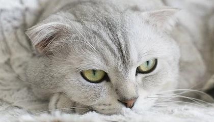 华体会官方网站入口-好消息！申花被征召球员只是伤一个|上海申花|米内罗|鲁迪·盖伊|蒋圣龙|上海申花足球俱乐部_新浪体育_新浪新闻