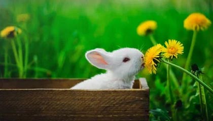 官宣!李霄鹏出任武汉卓尔主教练 兼任常务副经理